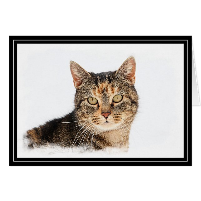 Portrait d'un chat (Devant horizontal)