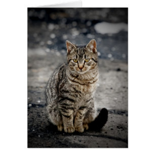 Portrait d'un chat