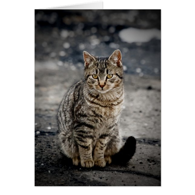 Portrait d'un chat (Devant)