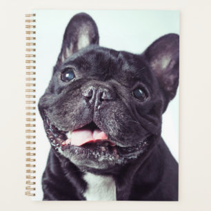Portrait d'un chien de taureau français heureux
