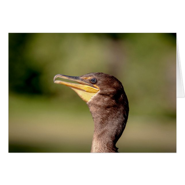 Portrait d'un Cormorant (Devant horizontal)