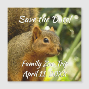 Portrait d'un écureuil Nature Animal Photographie