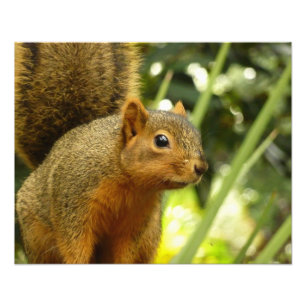 Portrait d'un écureuil Photographie d'animal de na