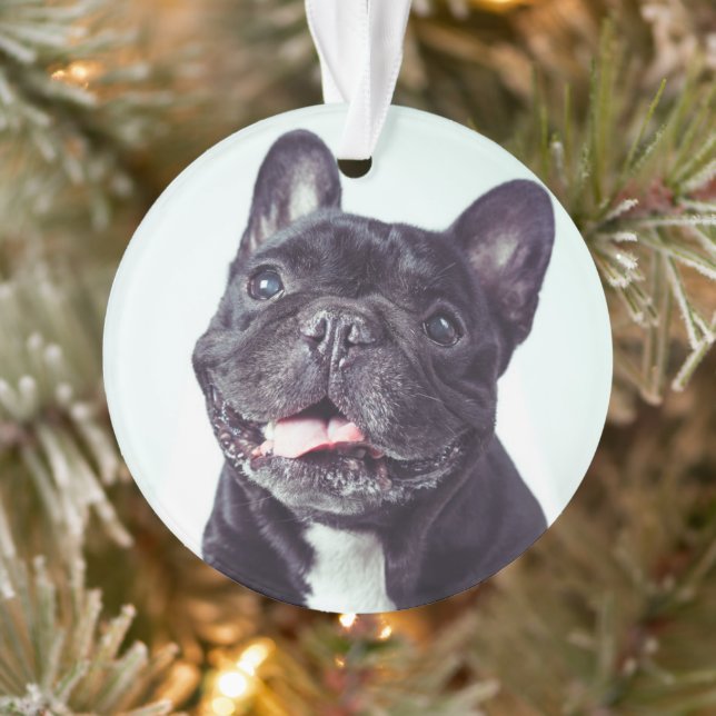 Portrait d'un joyeux Bulldog français (Arbre)