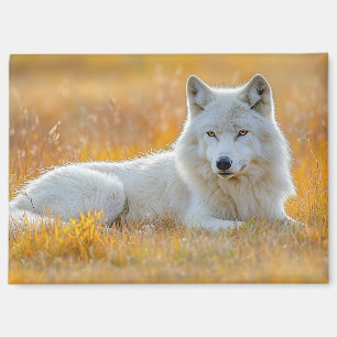 Portrait d'un loup sauvage aimant