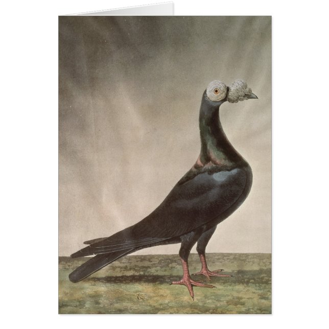Portrait d'un pigeon voyageur (Devant)