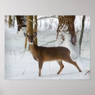 Portrait d'une affiche de daine