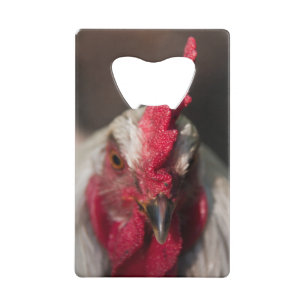 Portrait haut étroit de coq