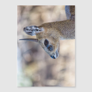 Portrait Klipspringer