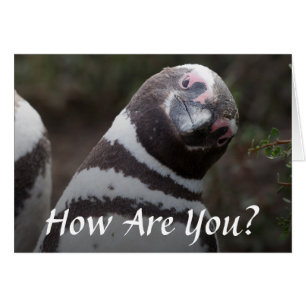 Portrait Magellanic Penguin