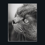Portrait noir et blanc d'un chat - carte postale<br><div class="desc">Carte postale pour amoureux de les chats</div>