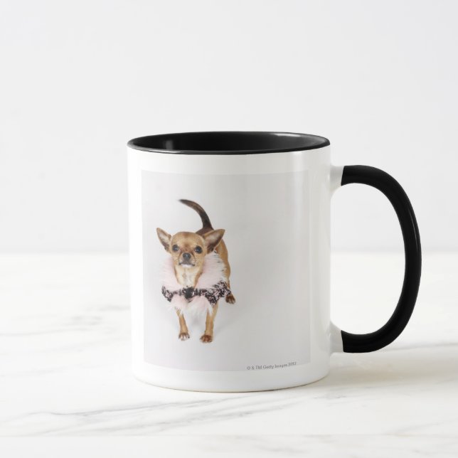 Portrait original d'un chiwawa de tasse de thé (Droite)