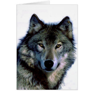 Portrait Wolf