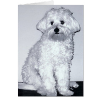 Pose blanche de chiot