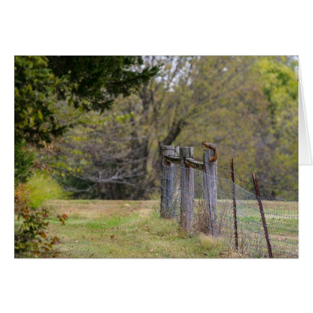 Pose de clôture d'écureuil (Devant Horizontal)