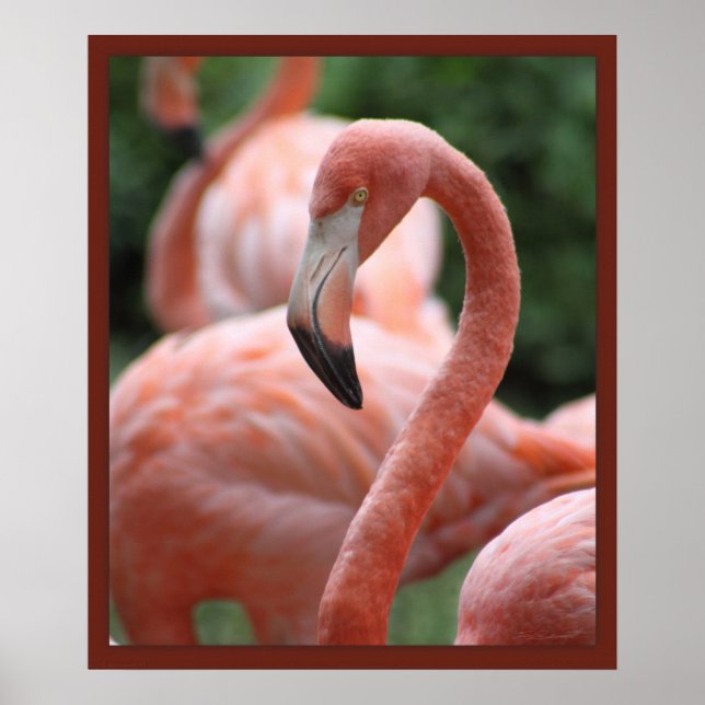Pose de Flamant rose 20x24 Impression -autres tail (Devant)