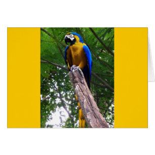 Pose de perroquet ~ Carte
