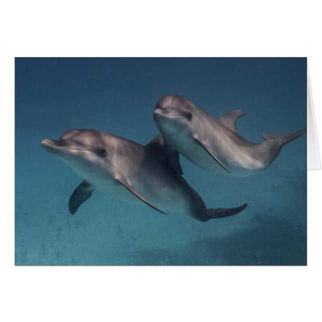 Pose joueuse (Devant horizontal)