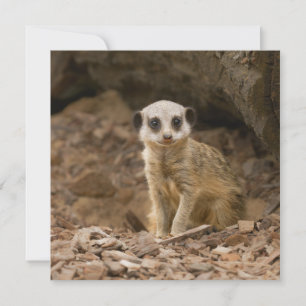 Pose précieuse du bébé Meerkat
