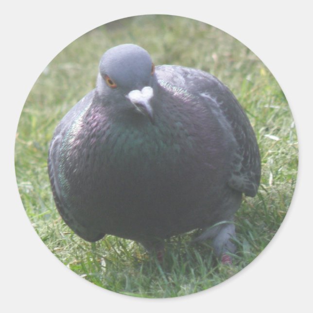 Poser Sticker Pigeon (Devant)