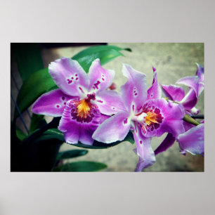 Posh Purple Orchidées Poster