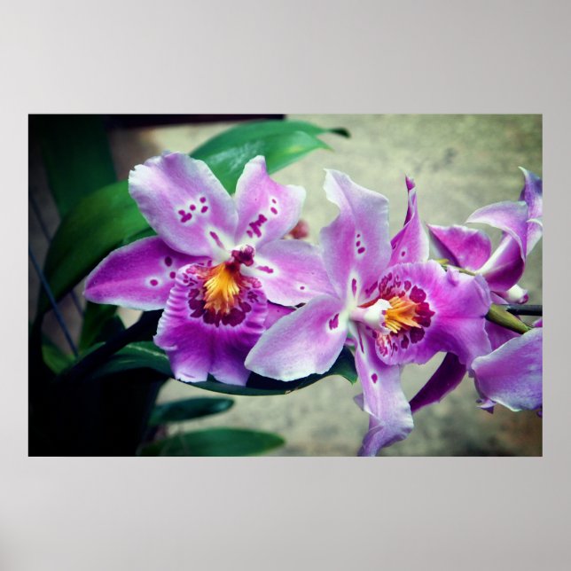 Posh Purple Orchidées Poster (Devant)