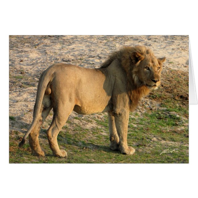 Position de lion (de clubs de lions) (Katavi, (Devant horizontal)