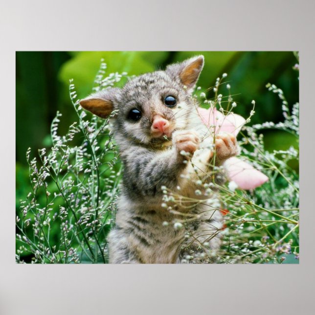 Possum bébé attrapé Picking Flowers Poster (Devant)
