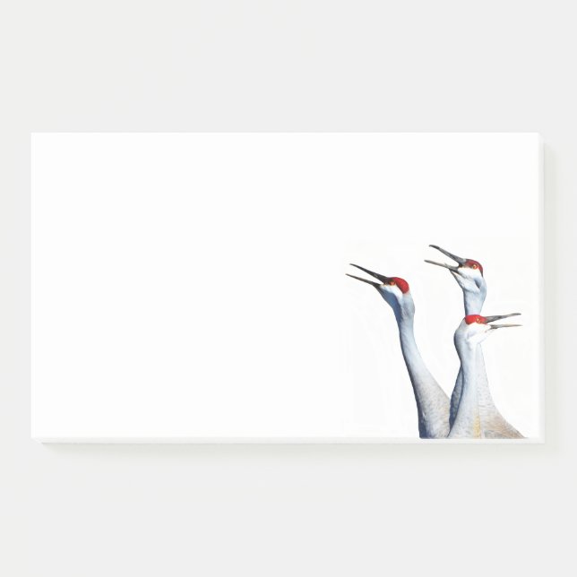 Post-it® 3 Grues de Sandhill Photo 10x6 Notes (Devant)