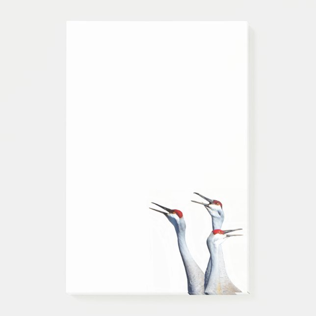 Post-it® 3 Sandhill Cranes Photo 4x6 Notes (Devant)