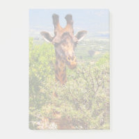 Adorable Giraffe Poking His Head Above The Trees