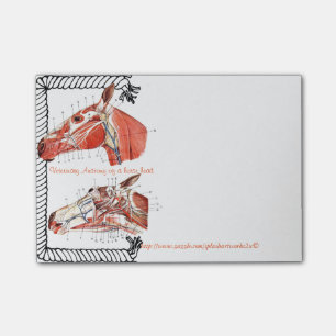 Post-it® "Anatomie vétérinaire d'une tête de cheval "