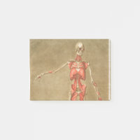 ANATOMY SKELETON BONNES SKELETON MUSCLE HUMAN ANAT