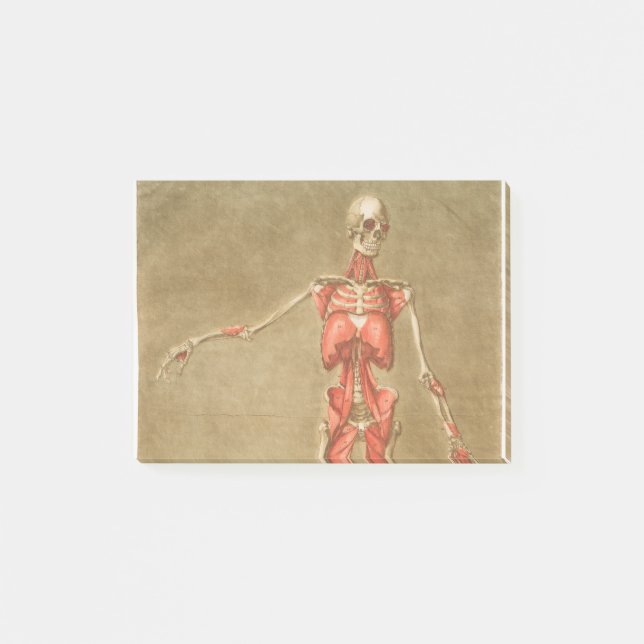 POST-IT® ANATOMY SKELETON BONNES SKELETON MUSCLE HUMAN ANAT (Devant)