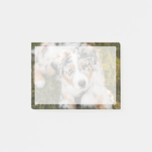 Post-it® Animaux de bébés cutest Australian Shepherd Pupp