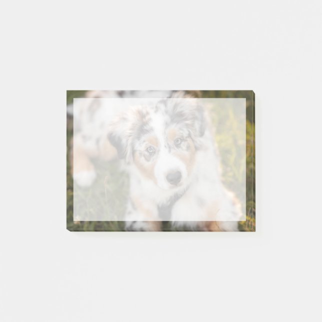 Post-it® Animaux de bébés cutest | Australian Shepherd Pupp (Devant)