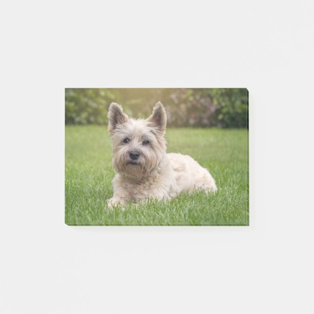 Post-it® Animaux de bébés cutest | Cairn Terrier Dog (Devant)
