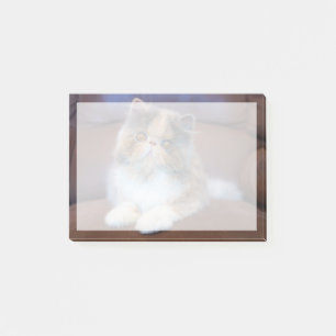 Post-it® Animaux de bébés cutest Calico Persian Kitten