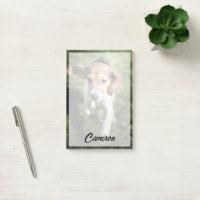 Animaux de bébés cutest | Chiot Beagle