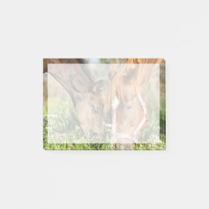 Post-it® Animaux de bébés cutest Colt à cheval