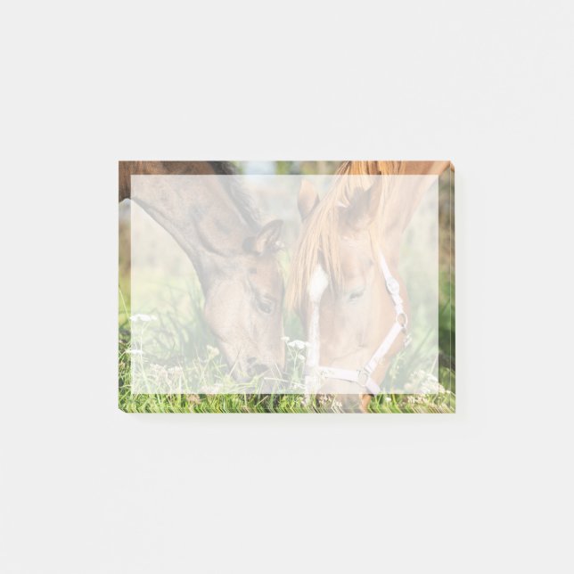 Post-it® Animaux de bébés cutest | Colt à cheval (Devant)