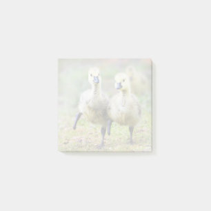 Post-it® Animaux de bébés cutest   Goélands d'oies canadien