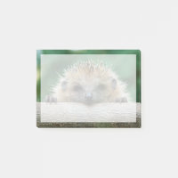 Animaux de bébés cutest | Hedgehog Smile