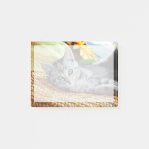 Post-it® Animaux de bébés cutest   Lounge Kitten