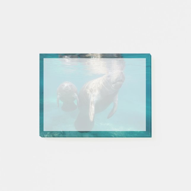 Post-it® Animaux de bébés cutest | Manat & bébé (Devant)