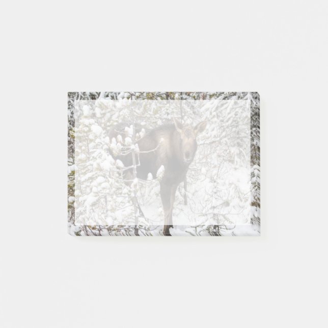 Post-it® Animaux de bébés cutest | Moose Calf (Devant)