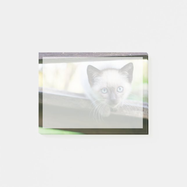 Post-it® Animaux de bébés cutest | Siamese Kitten 2 (Devant)