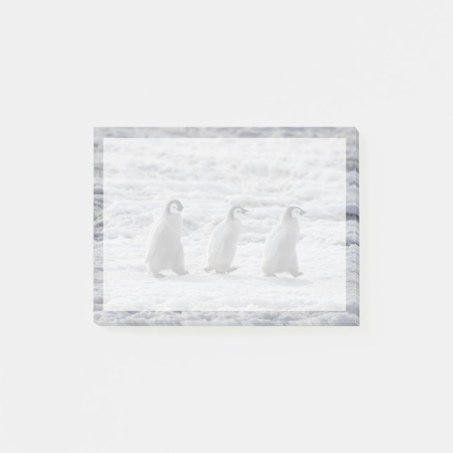 Post-it® Animaux de bébés cutest | Trois Épouses Penguin Em (Devant)