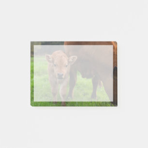 Post-it® Animaux de bébés cutest   Vache et veau