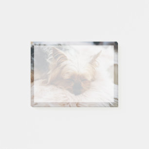 Post-it® Animaux de bébés cutest   Yorkshire Terrier